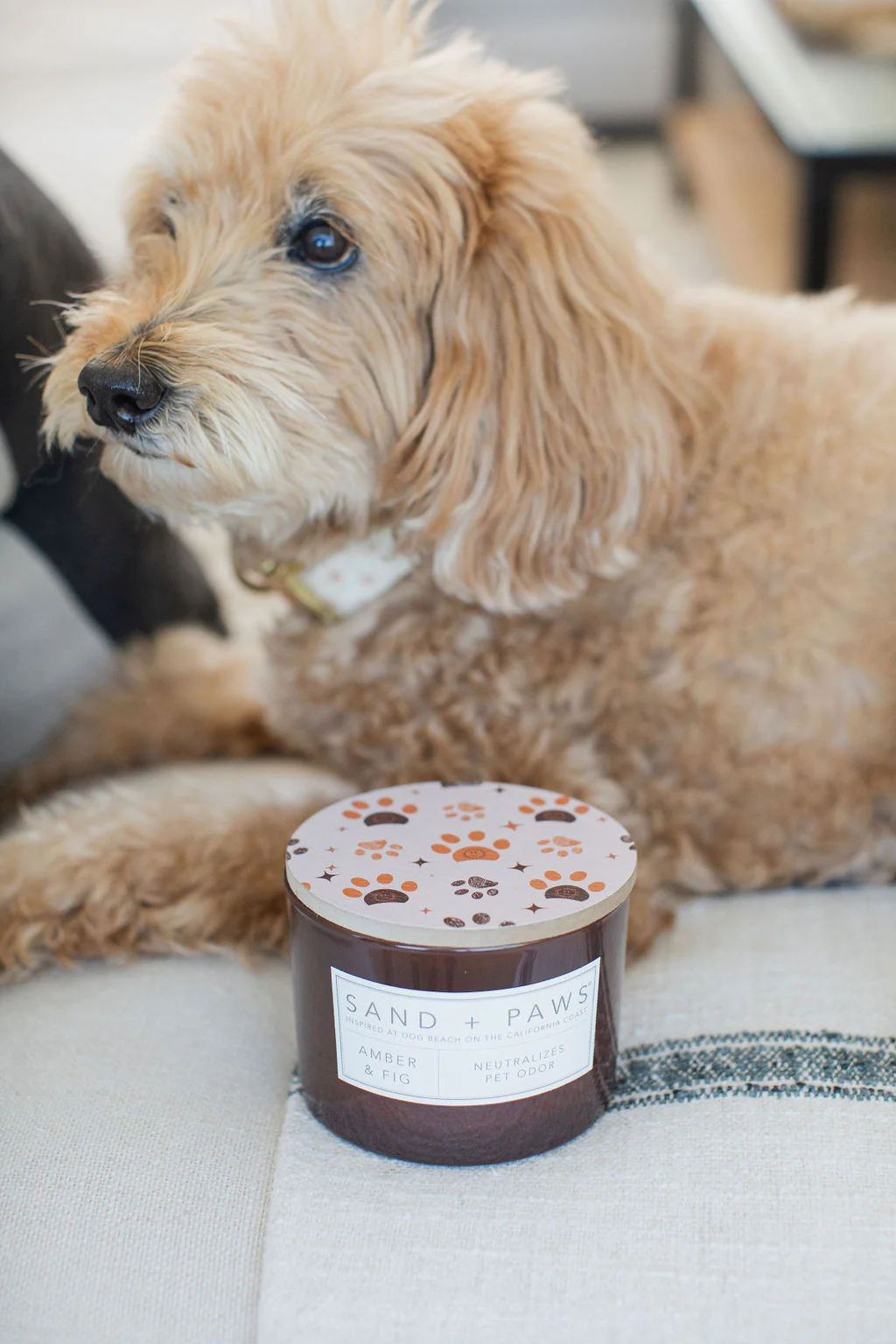 Sand + Paws Amber & Fig 12 oz scented candle - Image 5