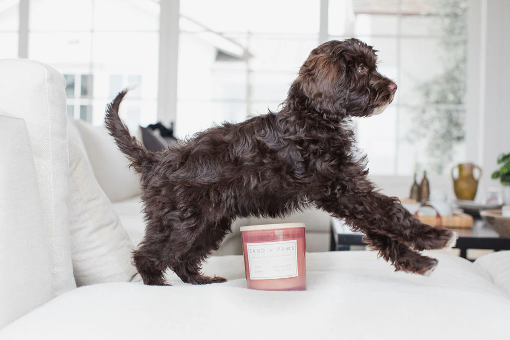 Sand + Paws Goji Berry 21 oz scented candle - Image 5