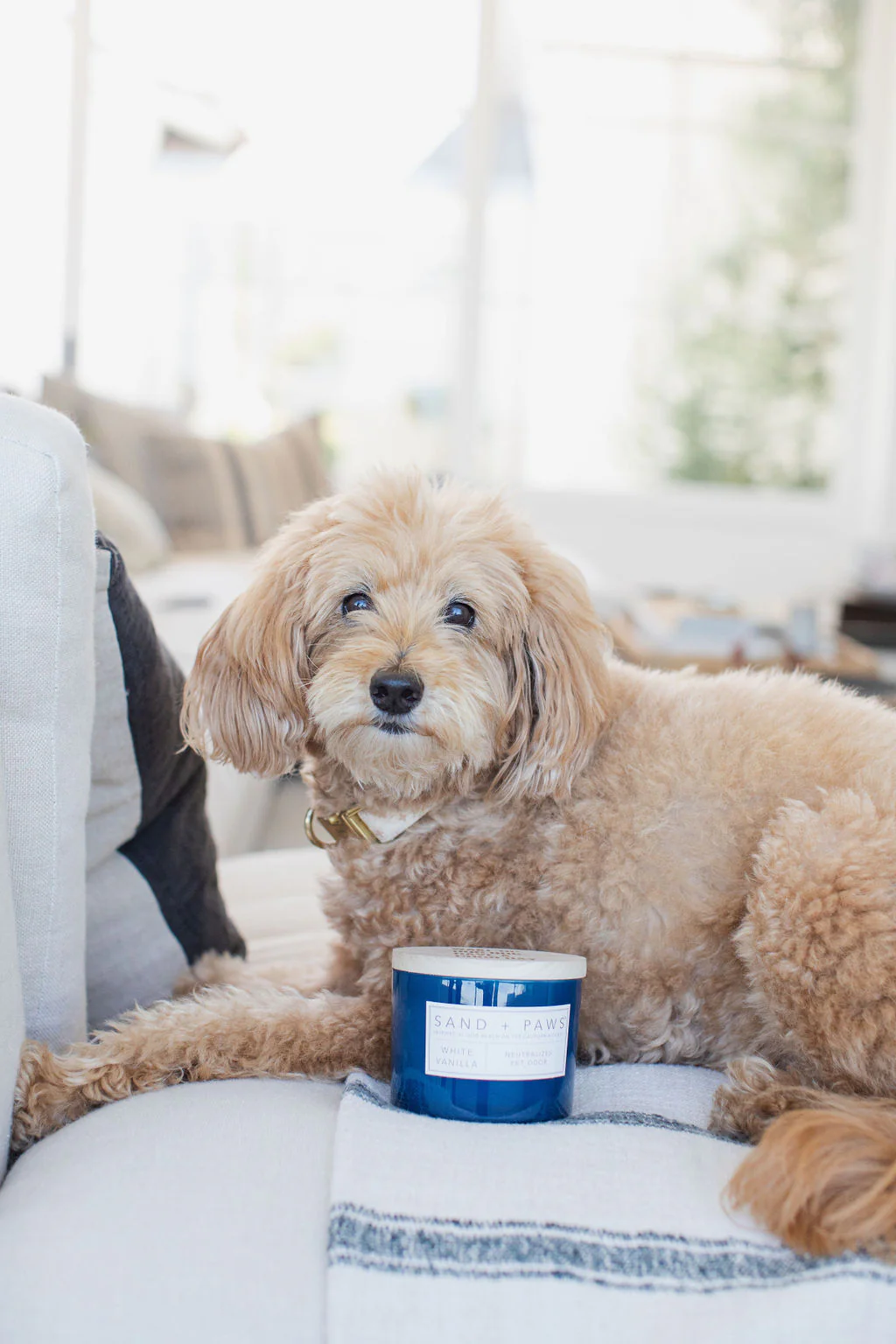 Sand + Paws White Vanilla 12 oz scented candle - Image 5